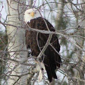 Meet your Posher, Patty